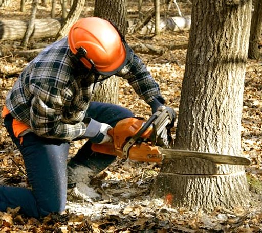 Tree Removal in Cambria, IL